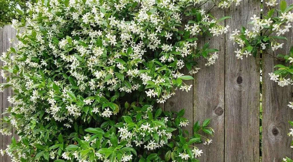 Star jasmine pruning
