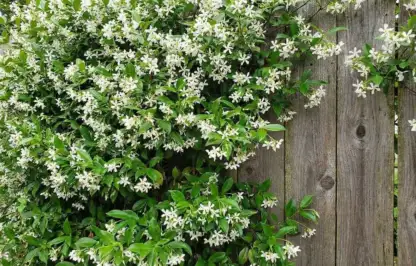Star jasmine pruning