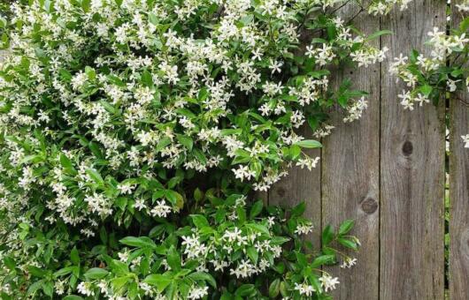 Star jasmine pruning