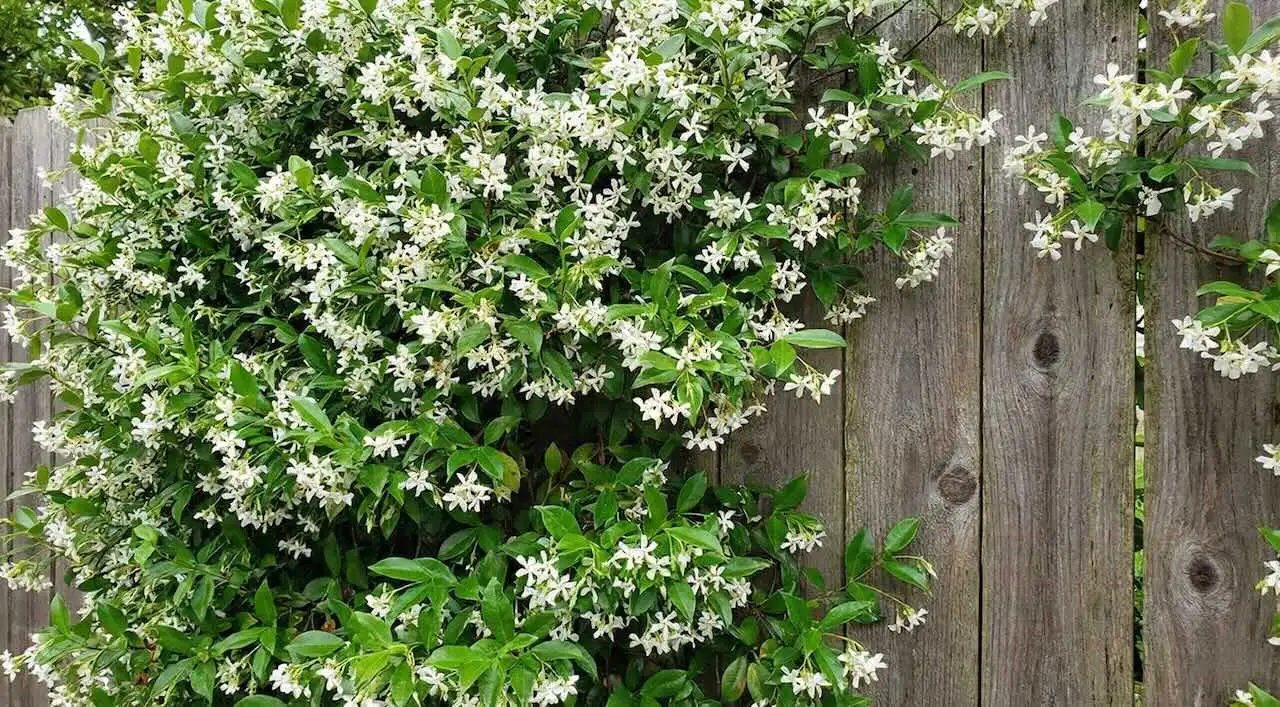 Star jasmine pruning