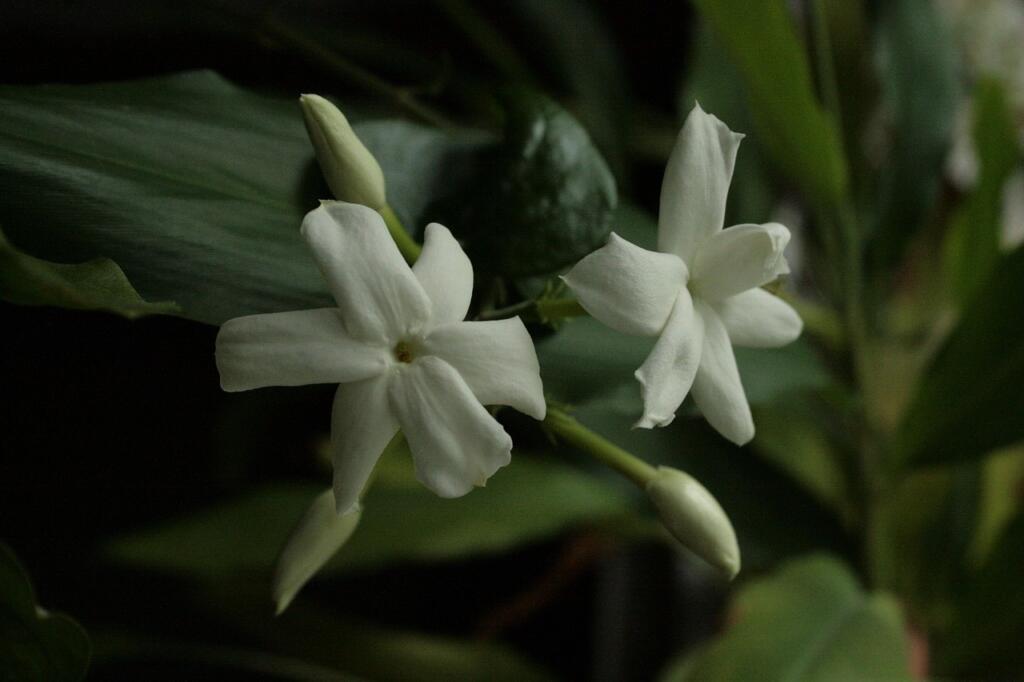 Star jasmin pruning guide