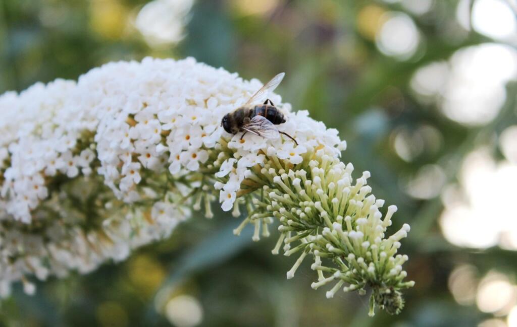 White buddleja shrubs