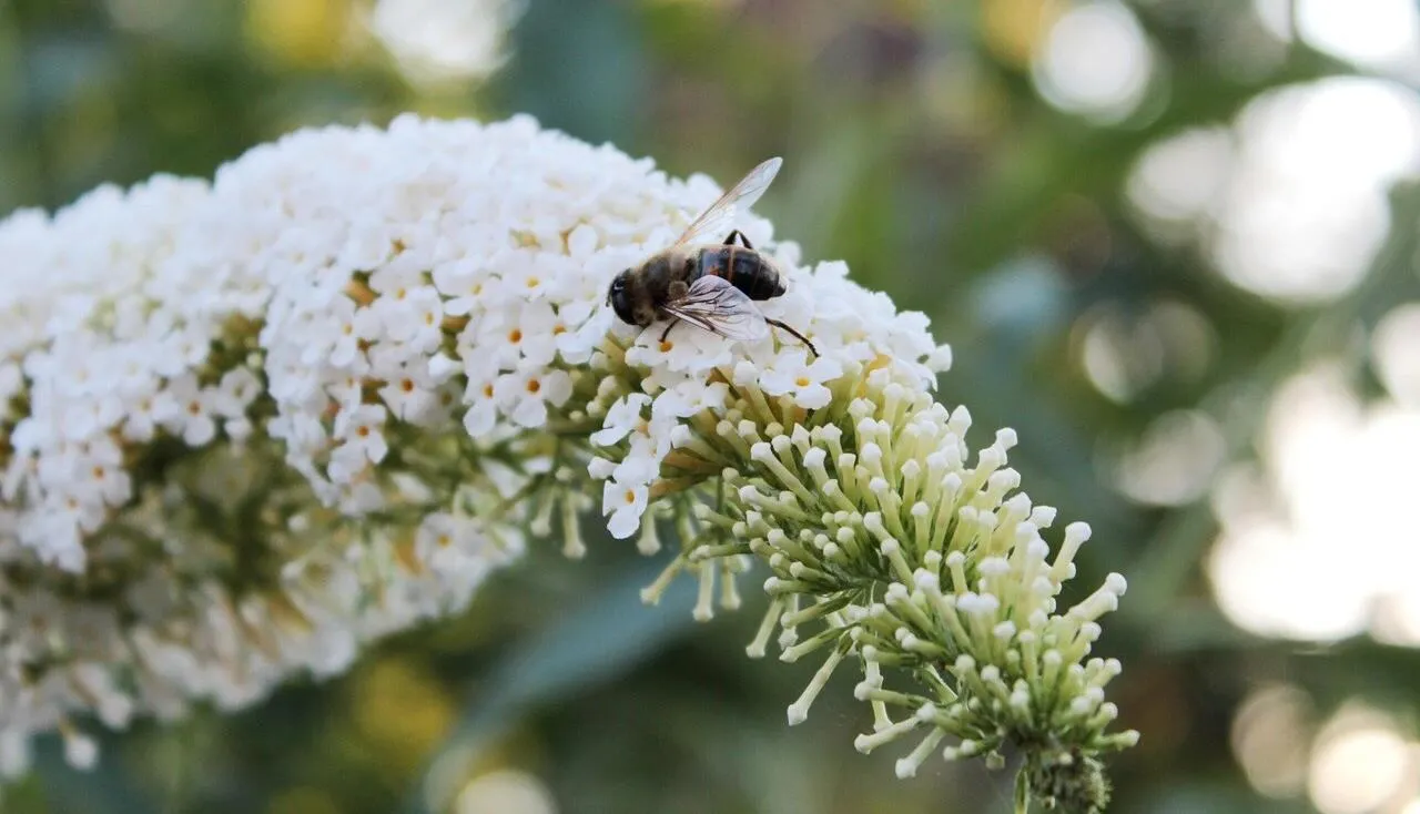 White buddleja shrubs