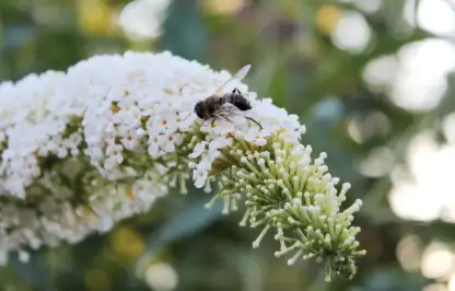 White buddleja shrubs