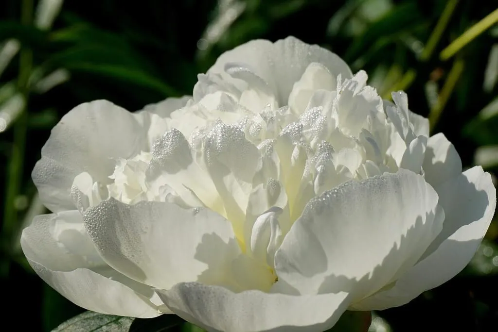 White flowers