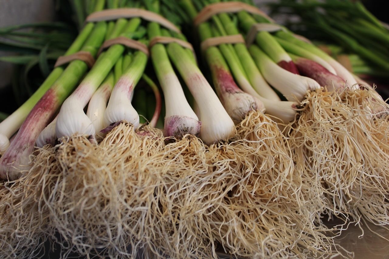 How to grow spring onions