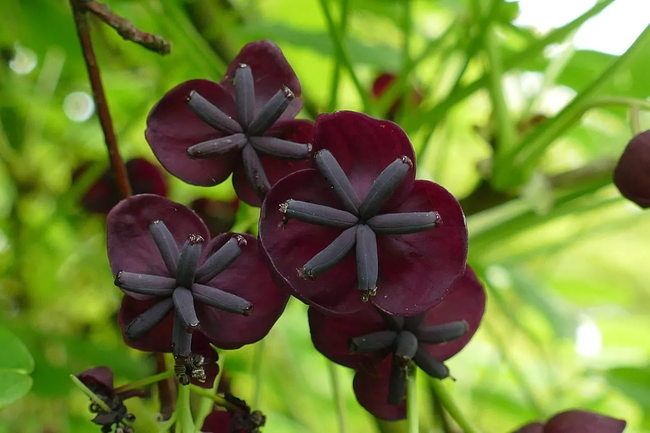 Akebia quinata chocolate vine flowers