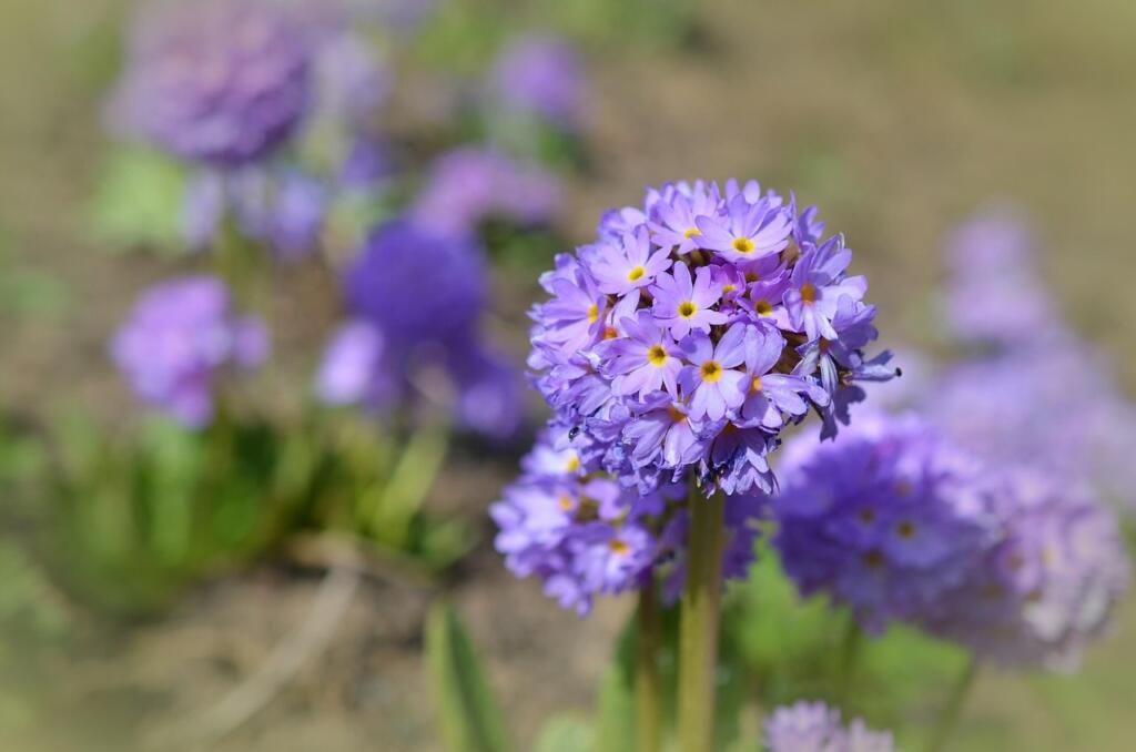Plants for silty gardens