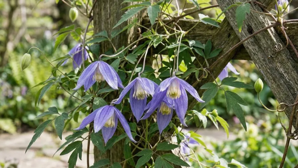 Clematis alpina for an east facing garden