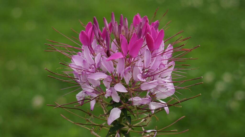 Spider flower in pink
