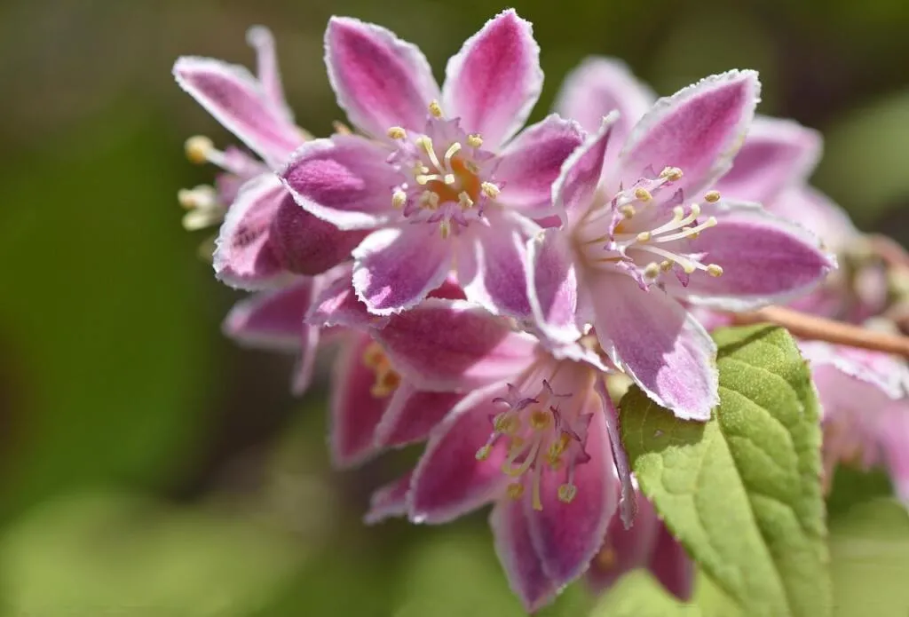 Pink shrubs for the garden