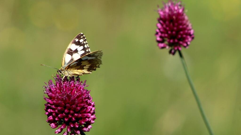 Drumstick alliums