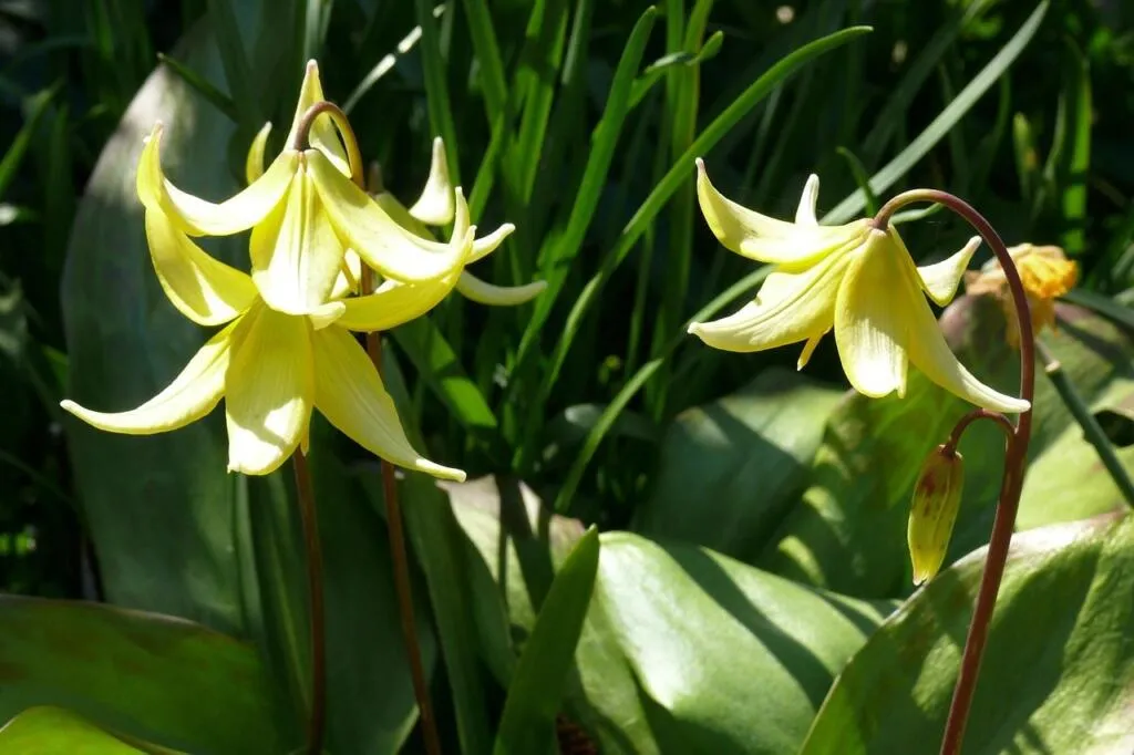 North facing garden plants