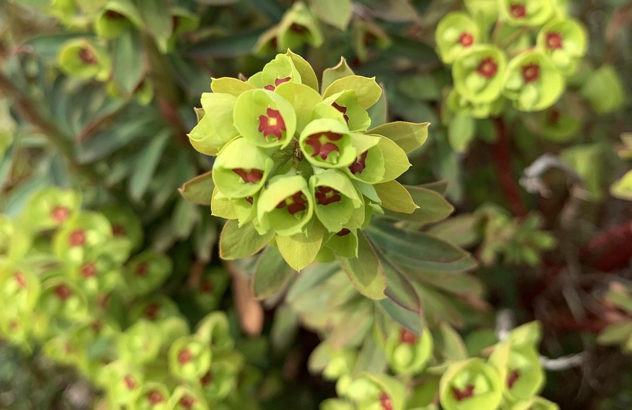 Euphorbia amygdaloides robbiae for dry shade