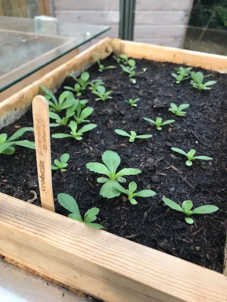 Germinating seeds