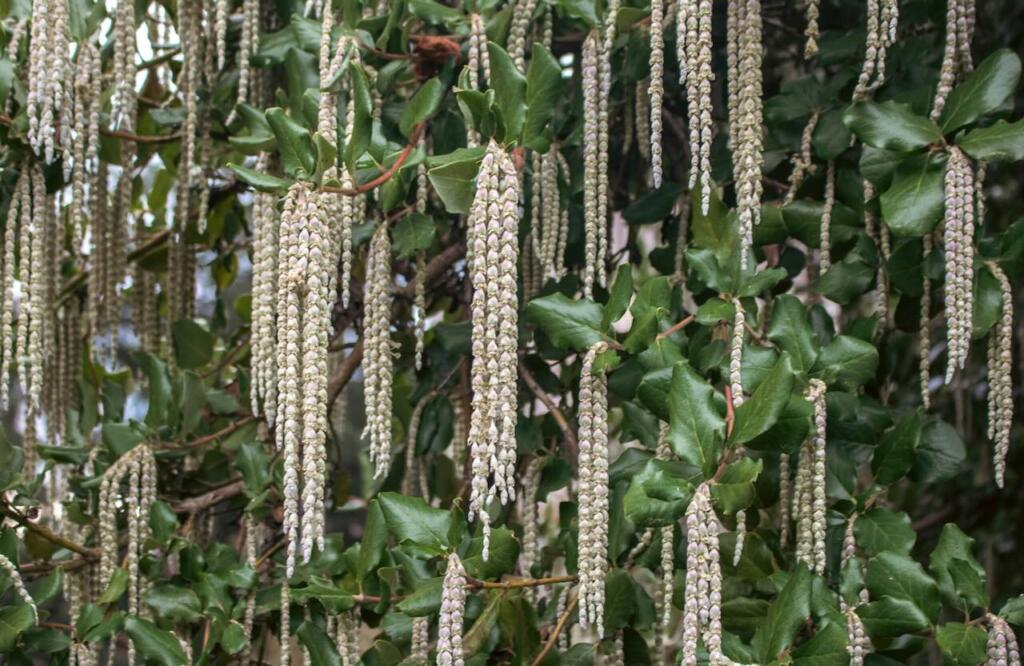 Garrya shrubs for east facing gardens