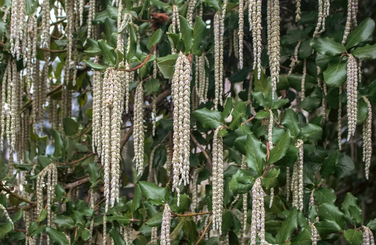Garrya elliptica James Roof showing its long silver catkins in winter, an ideal evergreen wall shrub for north or east-facing terraced garden boundaries