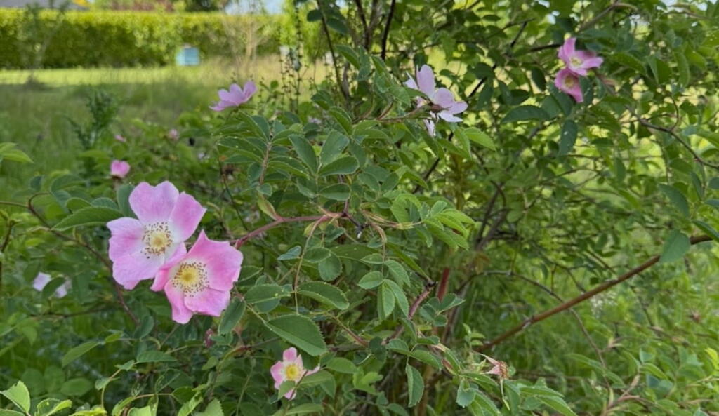 David austin roses