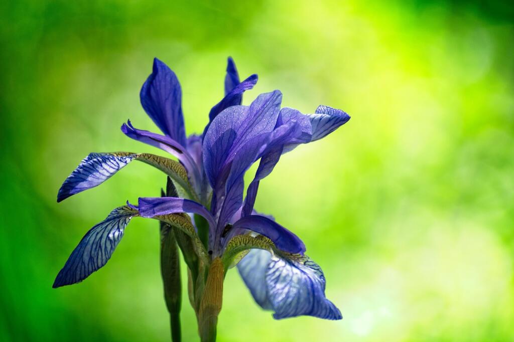 Plants for silty soil