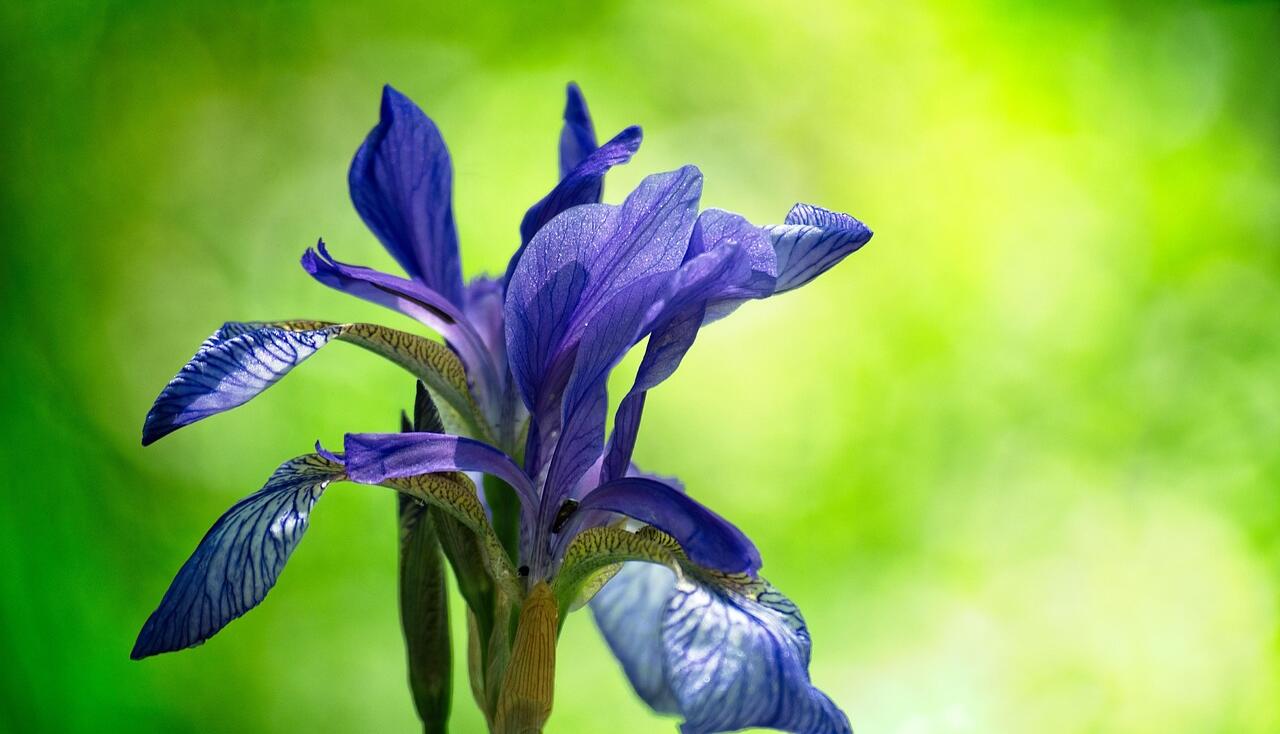 Plants for silty soil
