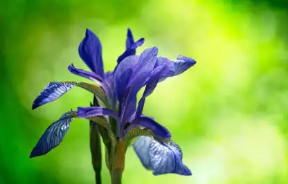 Plants for silty soil