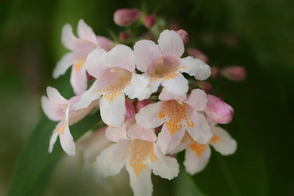 Pink flowers for the garden