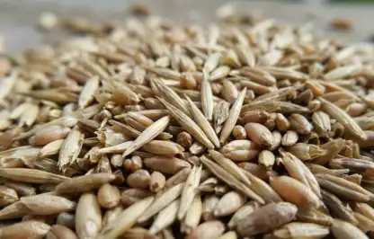 Overseeding a lawn guide