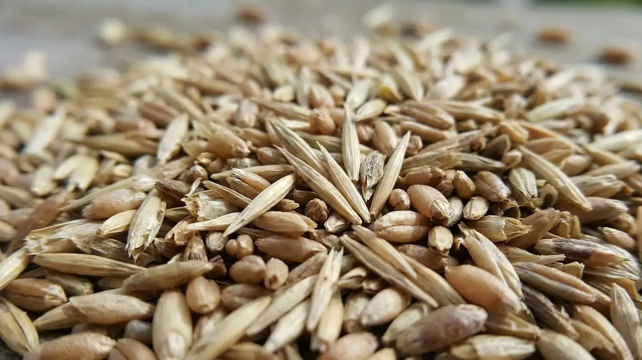 Overseeding a lawn guide