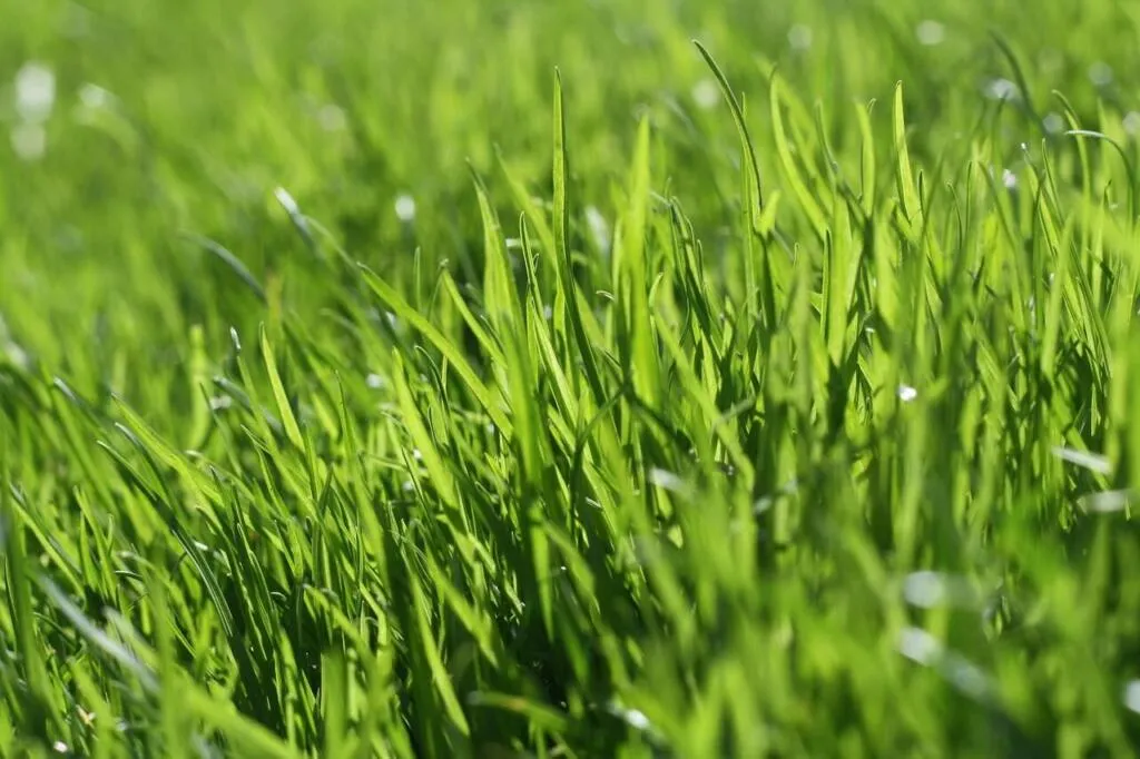 Lawn feed guide