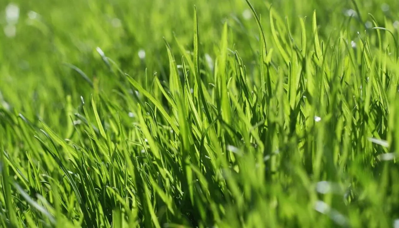 Lawn feed guide