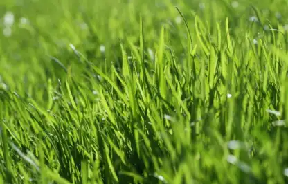 Lawn feed guide
