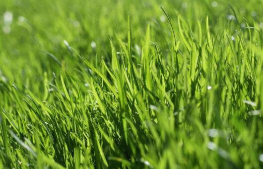 Lawn feed guide