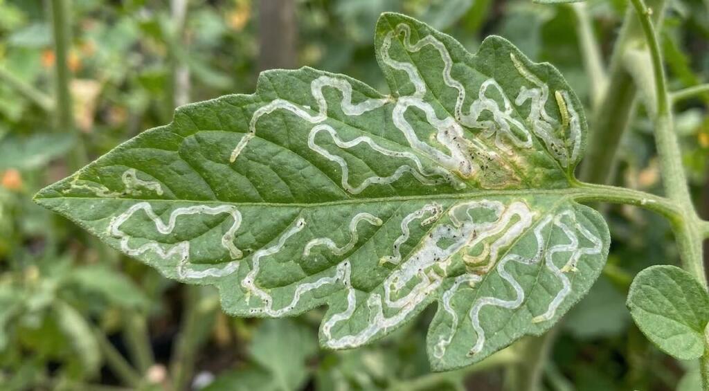 Leaf miner disease
