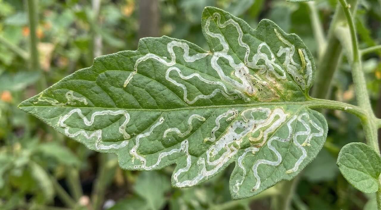 Leaf miner tunnels on foliage