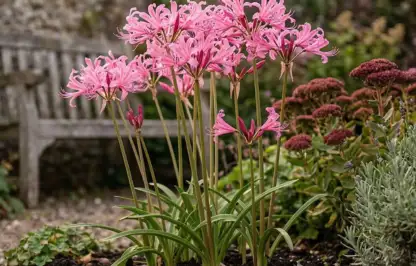 Nerine lilys for sandy soil
