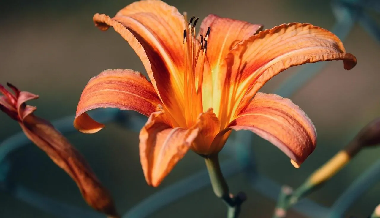 Bright orange garden lily