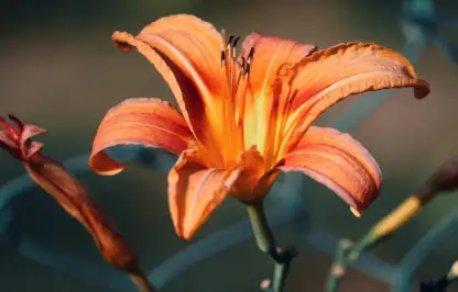 Bright orange garden lily