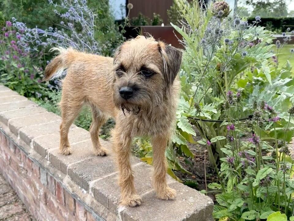 Dog friendly garden design and plants