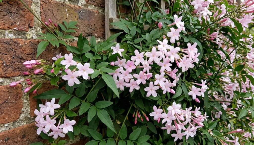 Pink jasmine climber