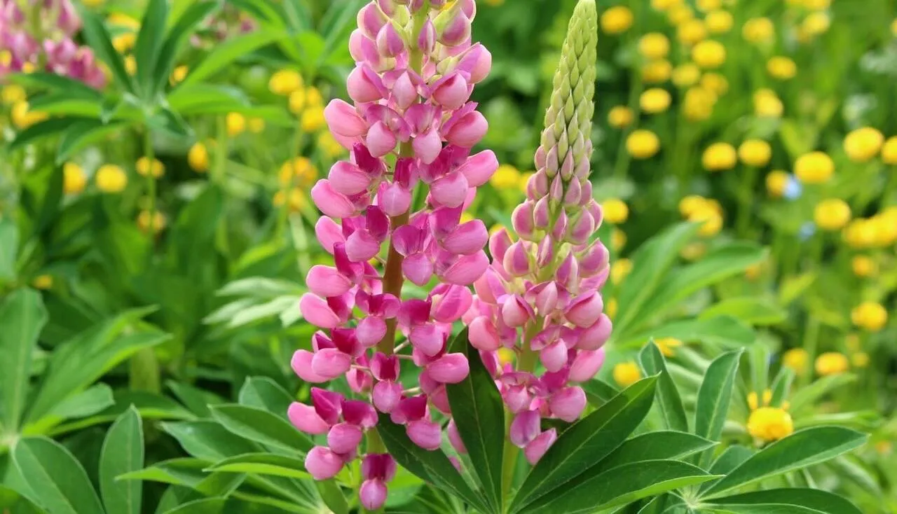 Lupins in pink