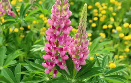 Lupins in pink