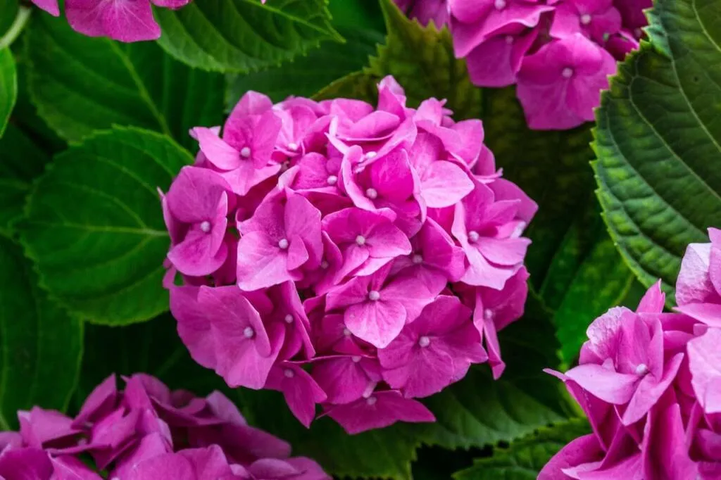 Pink hydrangea