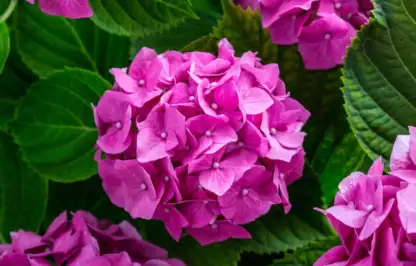Pink hydrangea