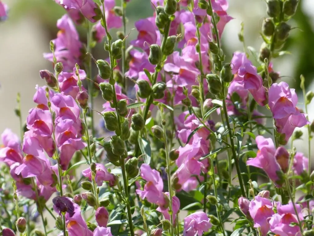 Pink snapdragons in a garden flower bed