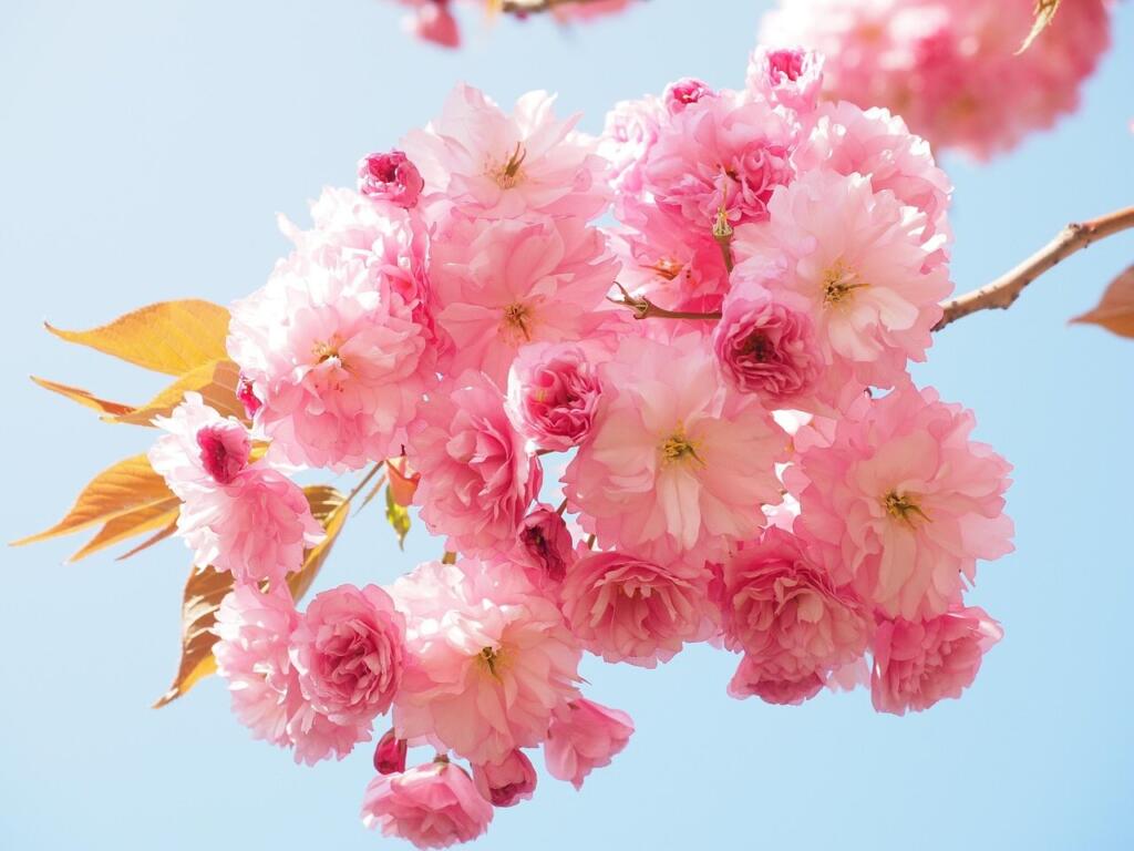 Pink flowers and plants