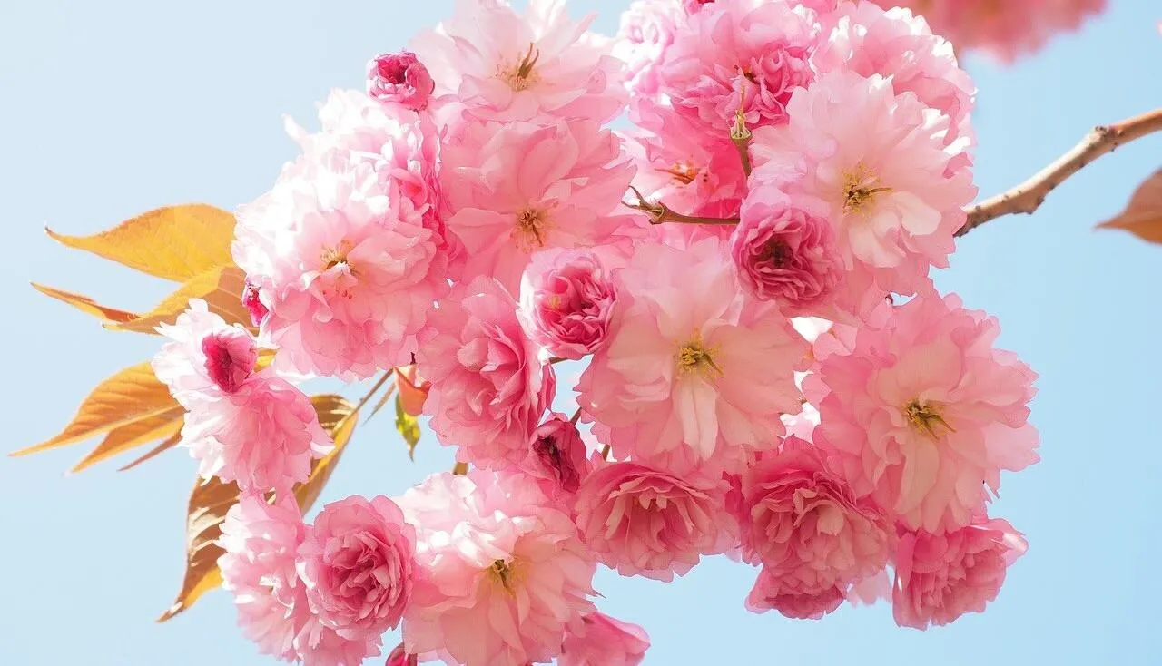 Pink flowers and plants