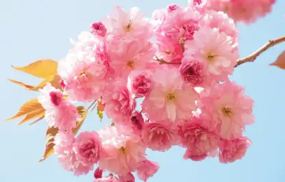 Pink flowers and plants