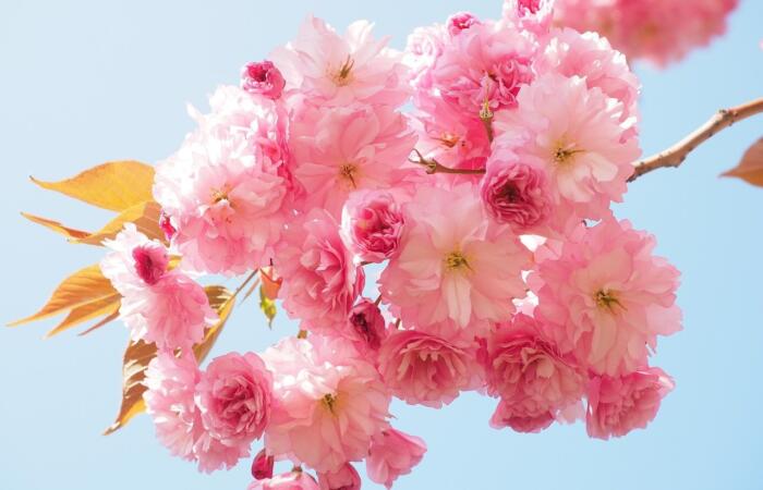 Pink flowers and plants