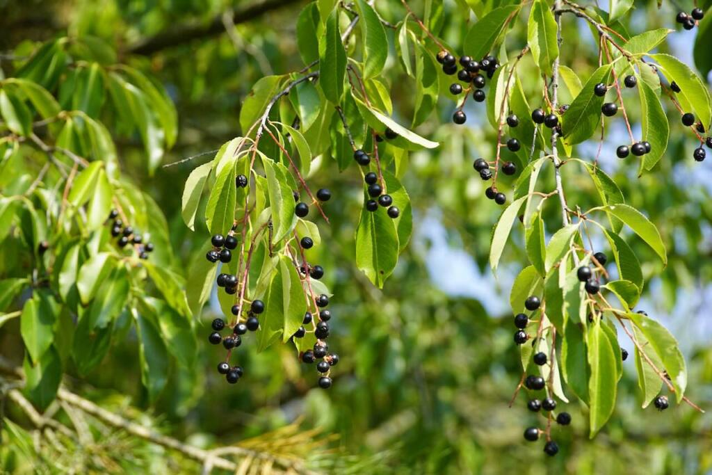 Bird cherry for silty soil