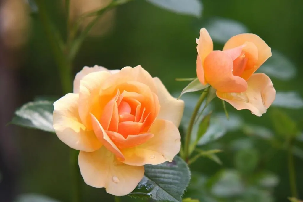 Orange climbing rose